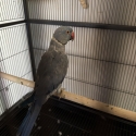Indian Ring neck parrot x 2
