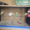 Mature female canaries $25
