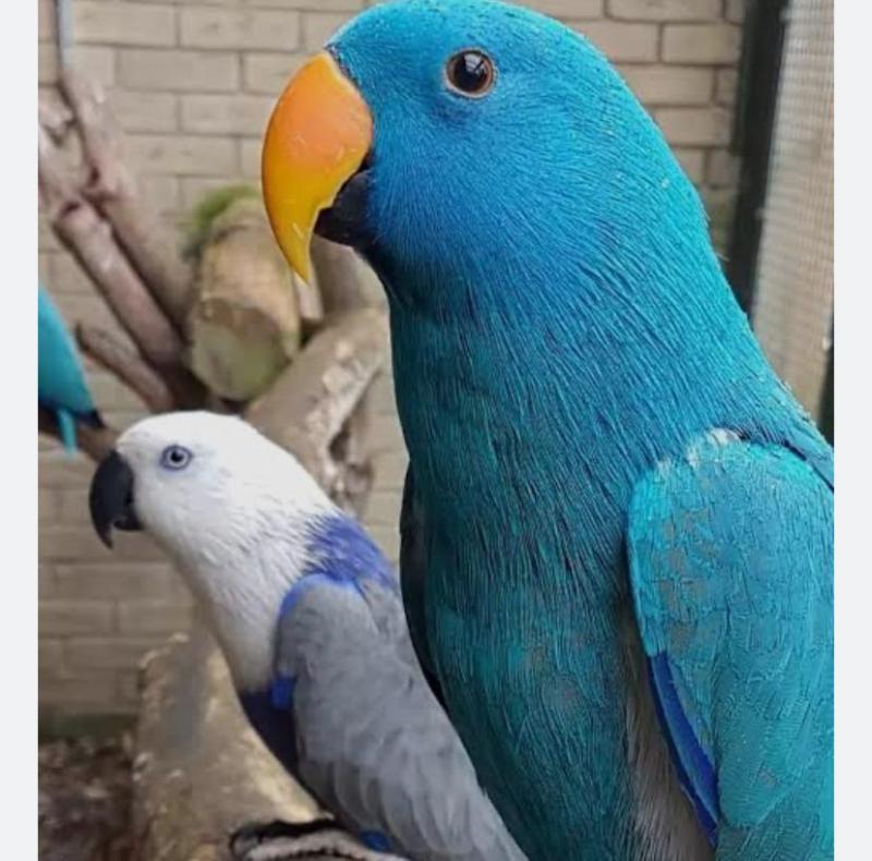 Wanted blue eclectus