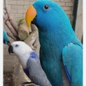 Wanted blue eclectus