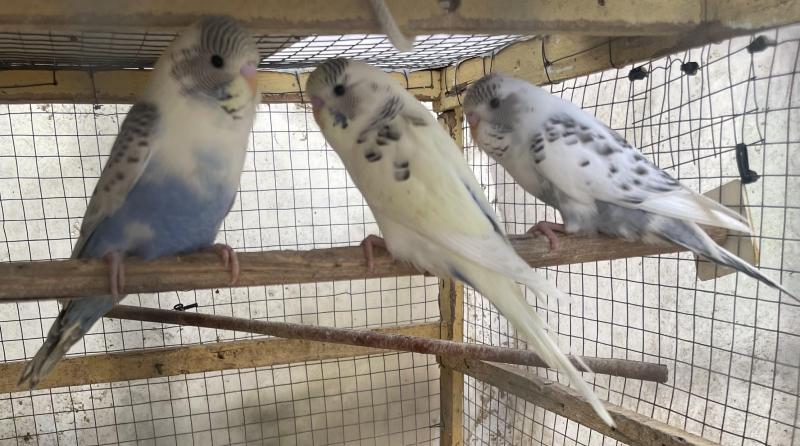 FS: BUDGIES-YOUNG BIRDS-