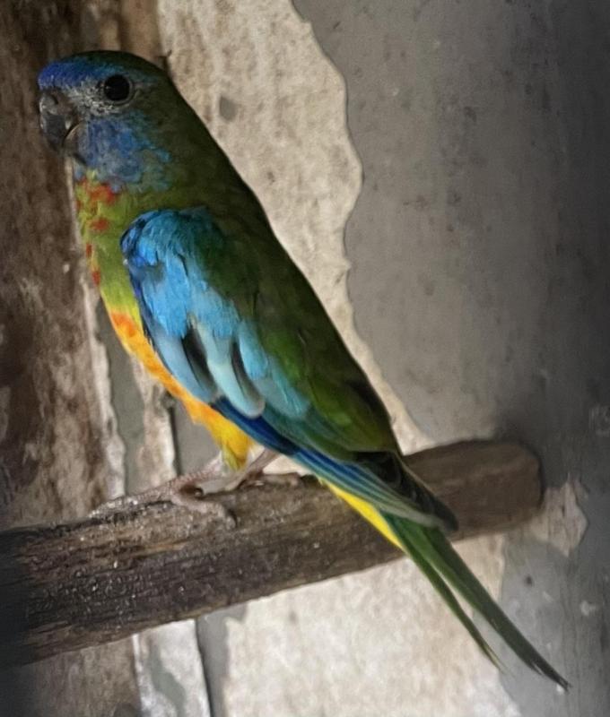 FS: SCARLET CHESTED PARROTS-YOUNG-