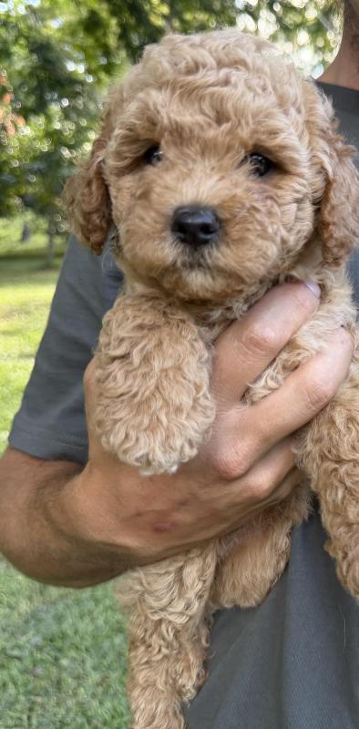 Toy Cavoodles females ready to go