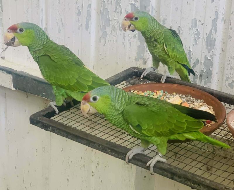 Lilac crowned Amazons, breeding groups