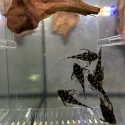 6x L201 snowball Plecos