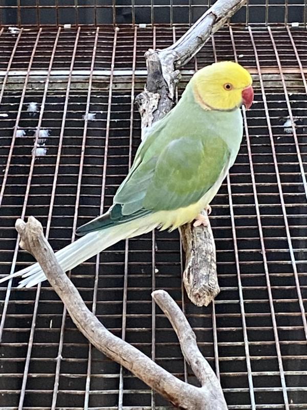 Mature ringneck cock bird