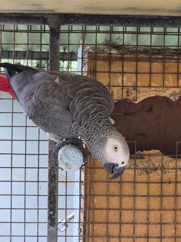 African Congo Grey Pair