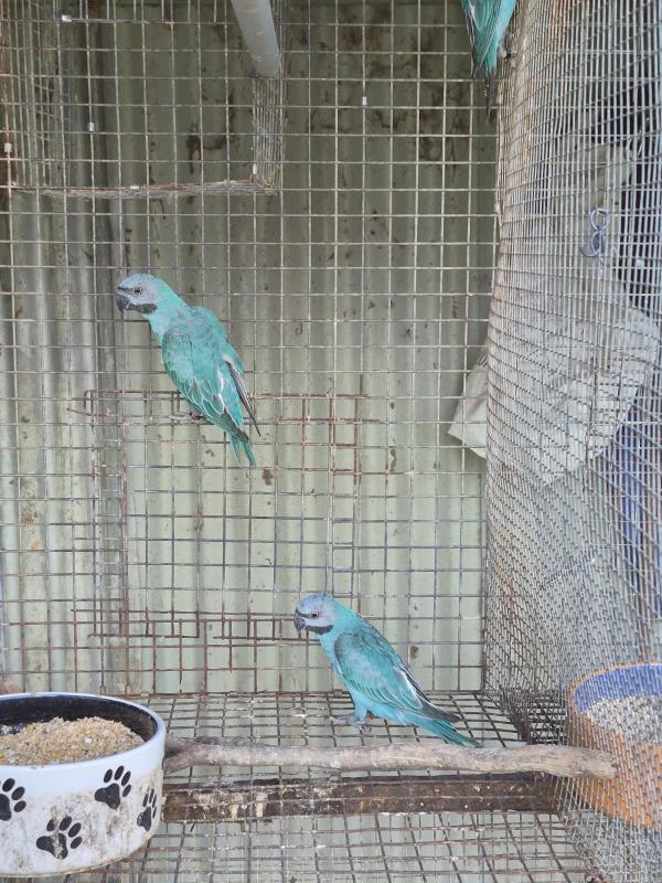 Blue moustache Parrot