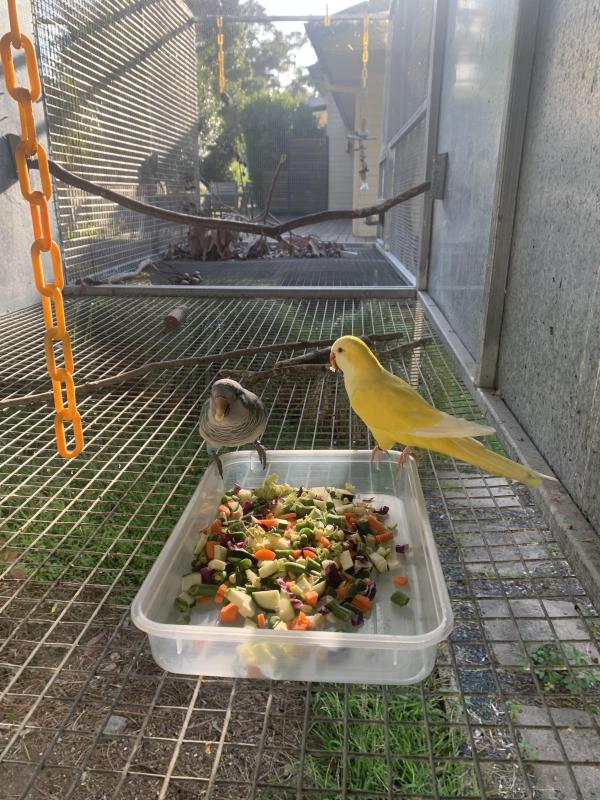 Quaker pair regretful sale