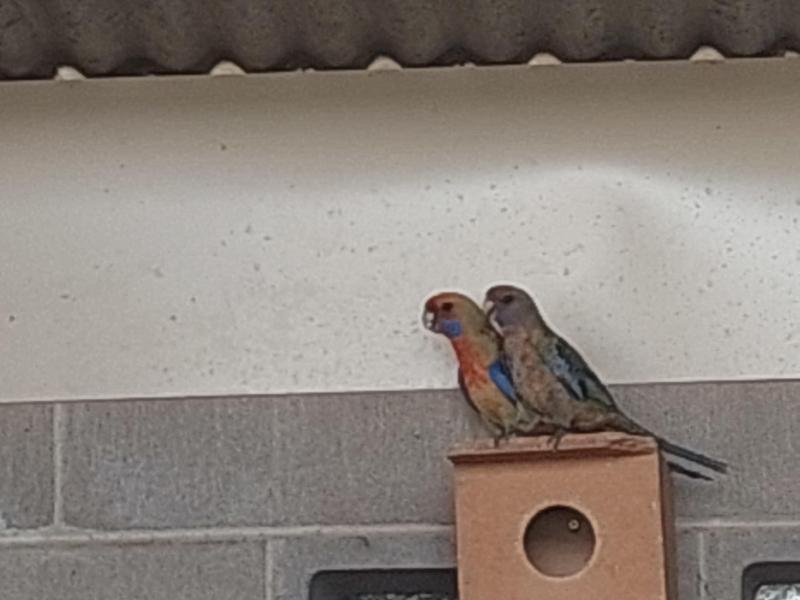 Adelaide rosella pair