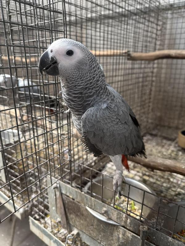 African Greys