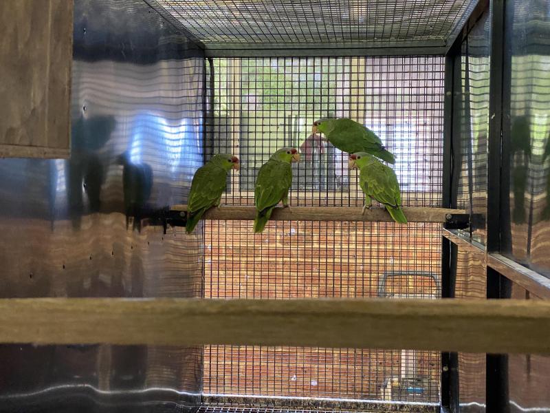 Lilac Crowned Amazon