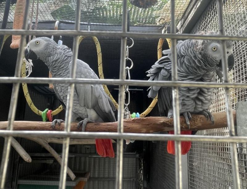 AFRICAN GREY PAIR PARENT BREEDING 6 & 8 YEARS OLD WILL M: 0404 457 498 $8,000