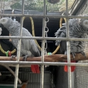 AFRICAN GREY PAIR PARENT BREEDING 6 & 8 YEARS OLD WILL M: 0404 457 498 $8,000