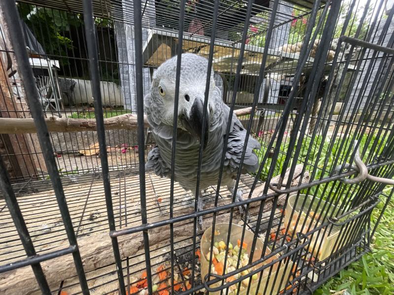 AFRICAN GREY MALE 8 YEARS OLD WILL M: 0404 457 498 $4,500