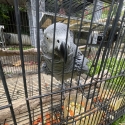 AFRICAN GREY MALE 8 YEARS OLD WILL M: 0404 457 498 $4,500