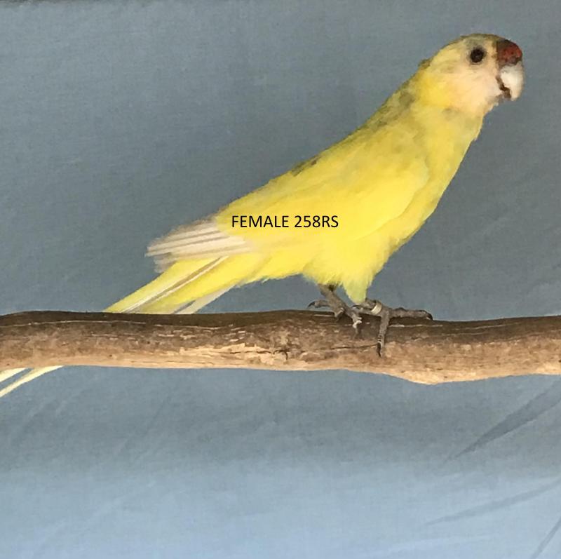 TWENTY EIGHT PARROT MUTATIONS