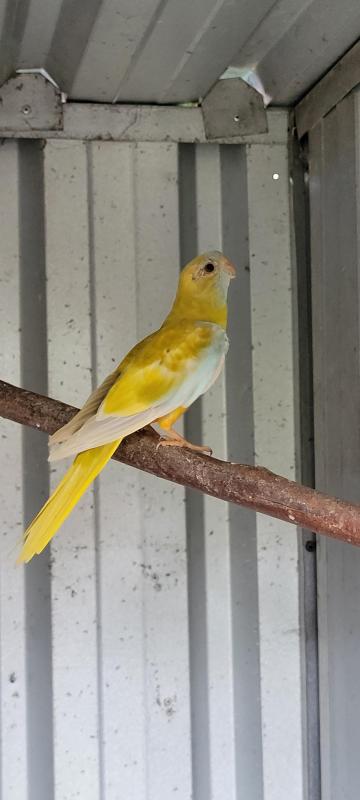 Scarlet chested parrot cinnamon