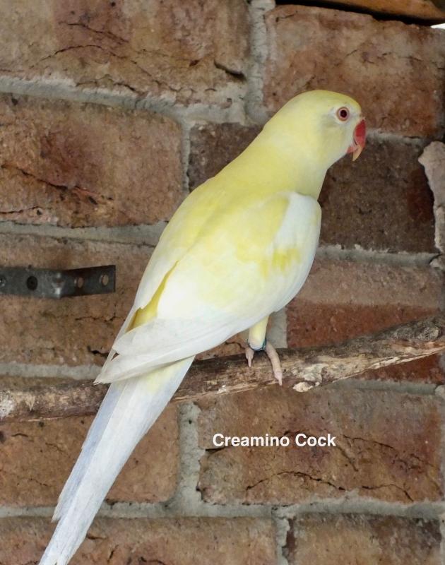 IDIAN RINGNECK MUTATIONS