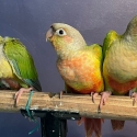 For Swap/Sell - 5x handraised cinnamon/pineapple Green-cheeked Conures