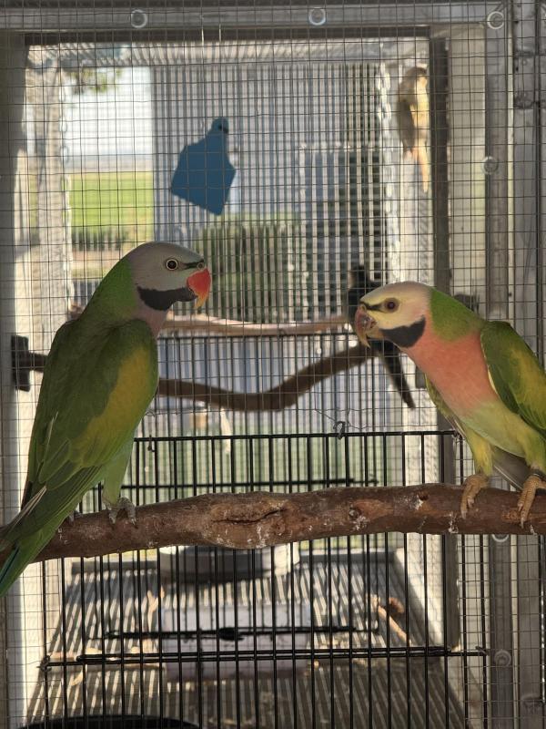 Fallow Moustache Pair