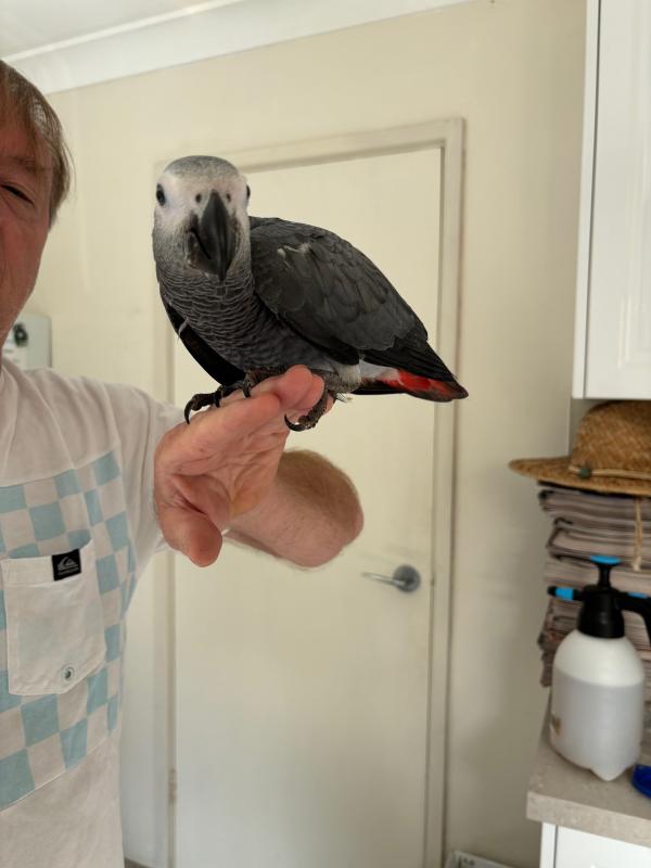 Hand reared African Grey female