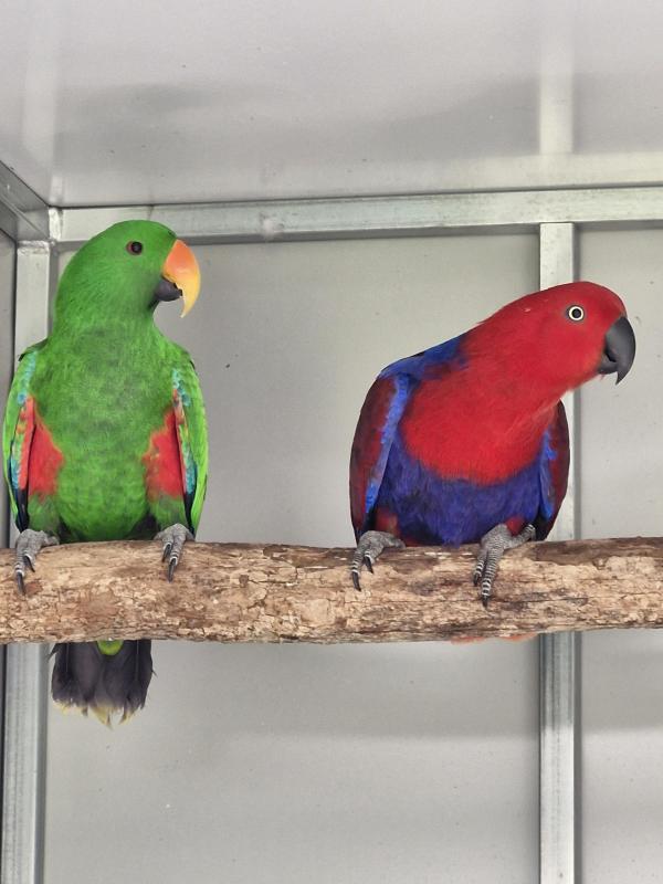 Breeding pair eclectus parrots