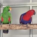 Breeding pair eclectus parrots