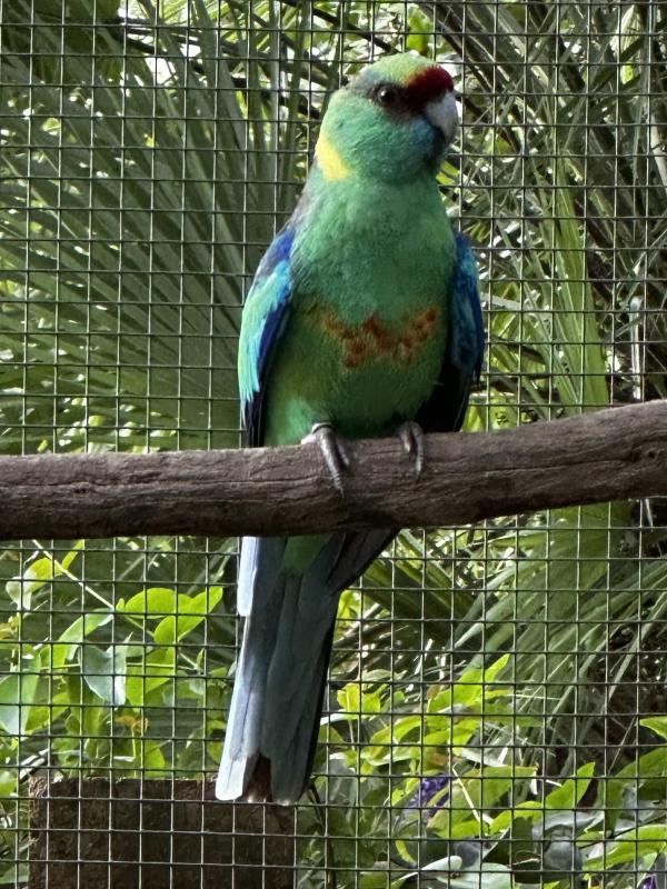 Mallee ringneck
