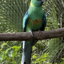 Mallee ringneck