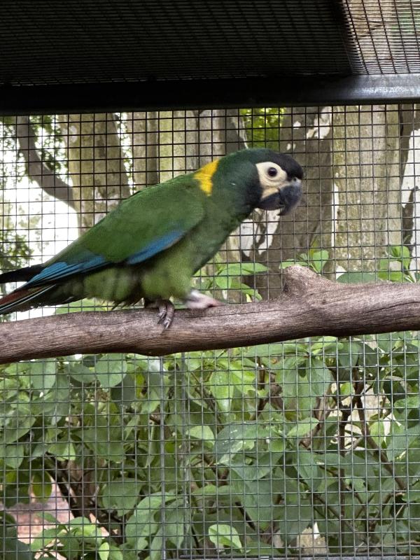 Yellow collar macaw