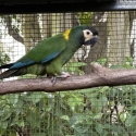 Yellow collar macaw