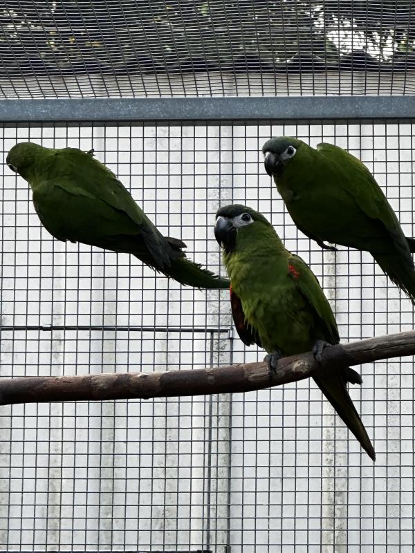 Hahns Macaws