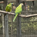 Peach front conures