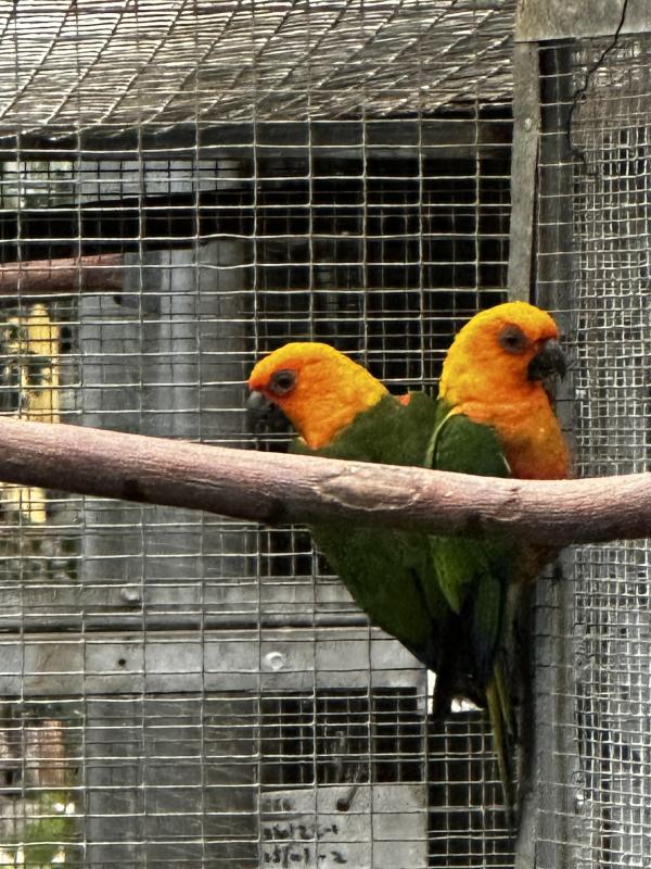 Janday conures