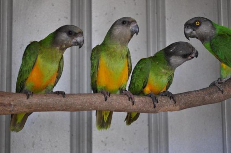 SENEGAL PARROTS