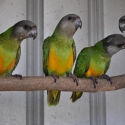 SENEGAL PARROTS