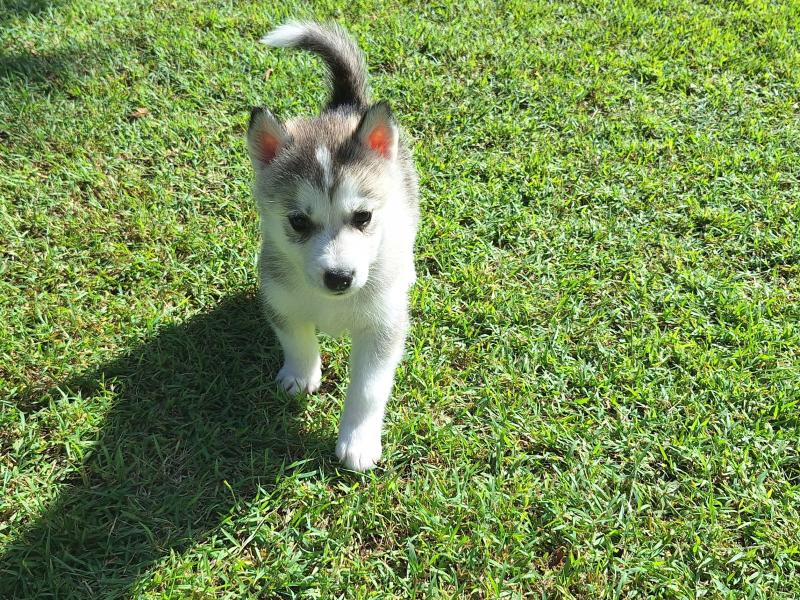 Siberian Husky Puppy