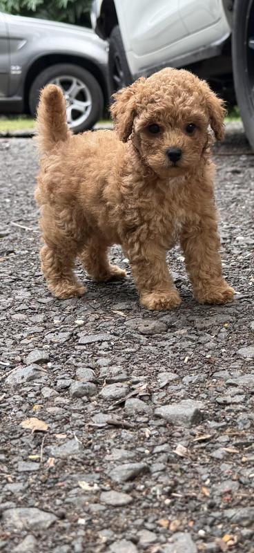 One female toy Cavoodle girl ready to go