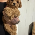 Tiny toy f2b toy Cavoodle ready to go this week