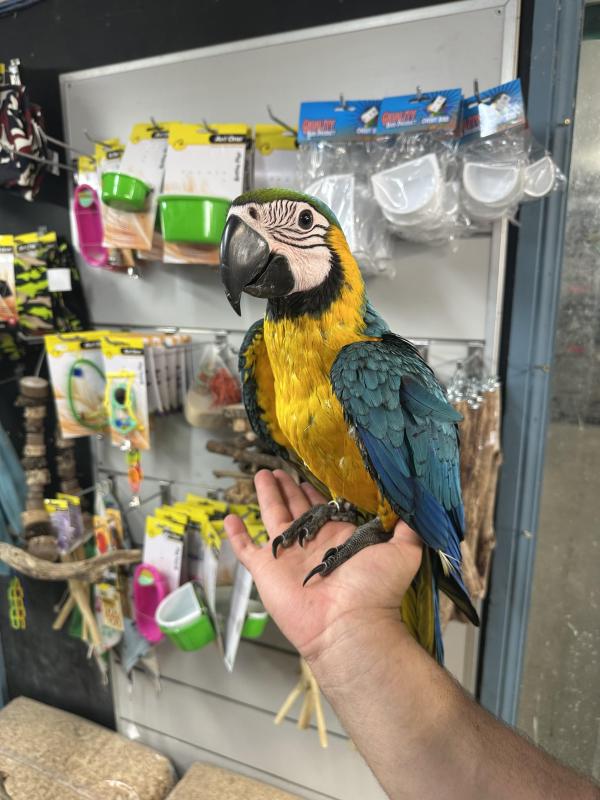 Handraised blue and gold macaw DNA Male
