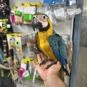 Handraised blue and gold macaw DNA Male