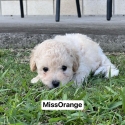 Purebred Toy Poodle Puppies