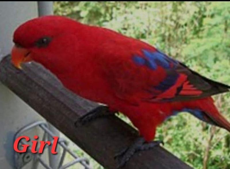 Lory and Lorikeets - Down Sizing  Breeder needs to Sell