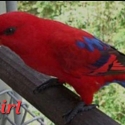 Lory and Lorikeets - Down Sizing  Breeder needs to Sell