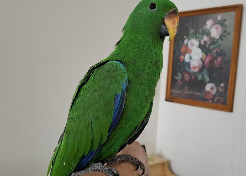 Male eclectus hand raised