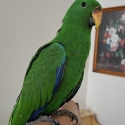 Male eclectus hand raised