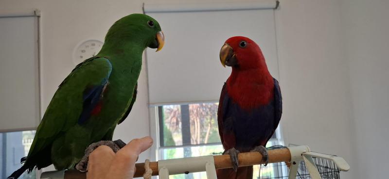 Pair unrelated eclectus hand raised
