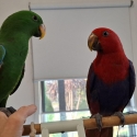 Pair unrelated eclectus hand raised