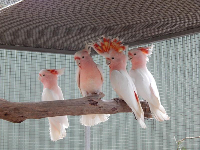 Major Mitchell Cockatoo